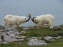 Goats 